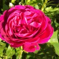 Englische Rose "Old Port", duftend