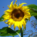 Sonnenblume, Foto: Micha Christ