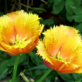 Tulpen, Foto: Micha Christ