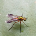 Grüne Langbeinfliege, ernährt sich u.a. von Mückenlarven, Foto: Thomas Müller