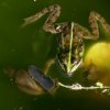 Spitzschlammschnecke und Teichfrosch. Die Spitzschlammschnecke kann rücklings unter der Wasseroberfläche schwimmen und weidet dort Pflanzenteile ab.